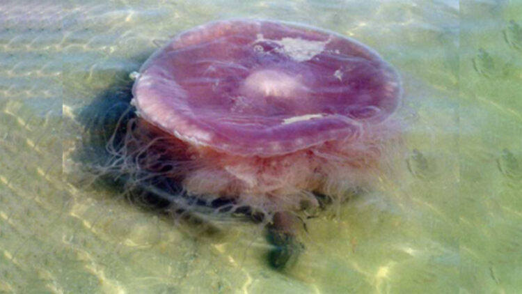 The impressive discovery in Texas—the “evil pink jellyfish” appears, a giant creature that feeds on other jellyfish and was almost unknown