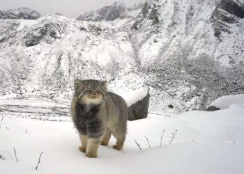 Unprecedented images captured in the Himalayas—WWF India confirms the presence of the Pallas's cat, the world's most mysterious predator