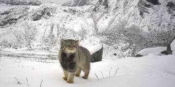 Unprecedented images captured in the Himalayas—WWF India confirms the presence of the Pallas's cat, the world's most mysterious predator
