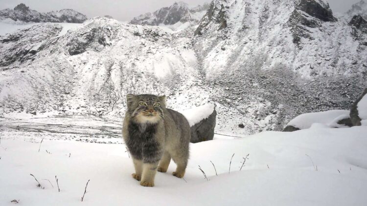 Unprecedented images captured in the Himalayas—WWF India confirms the presence of the Pallas's cat, the world's most mysterious predator