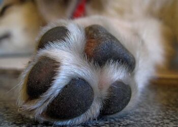 Confirmed by veterinarians—this is what you should do every time your pet comes back from a walk if you don't want to end up at the clinic