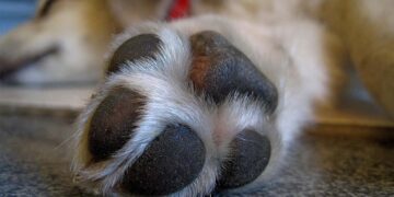 Confirmed by veterinarians—this is what you should do every time your pet comes back from a walk if you don't want to end up at the clinic