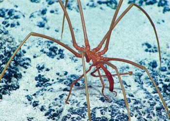 It's official—the “spider blobs” discovered in Pacific methane leaks convert polluting gas into nutrients and rewrite the climate fight