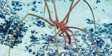 It's official—the “spider blobs” discovered in Pacific methane leaks convert polluting gas into nutrients and rewrite the climate fight