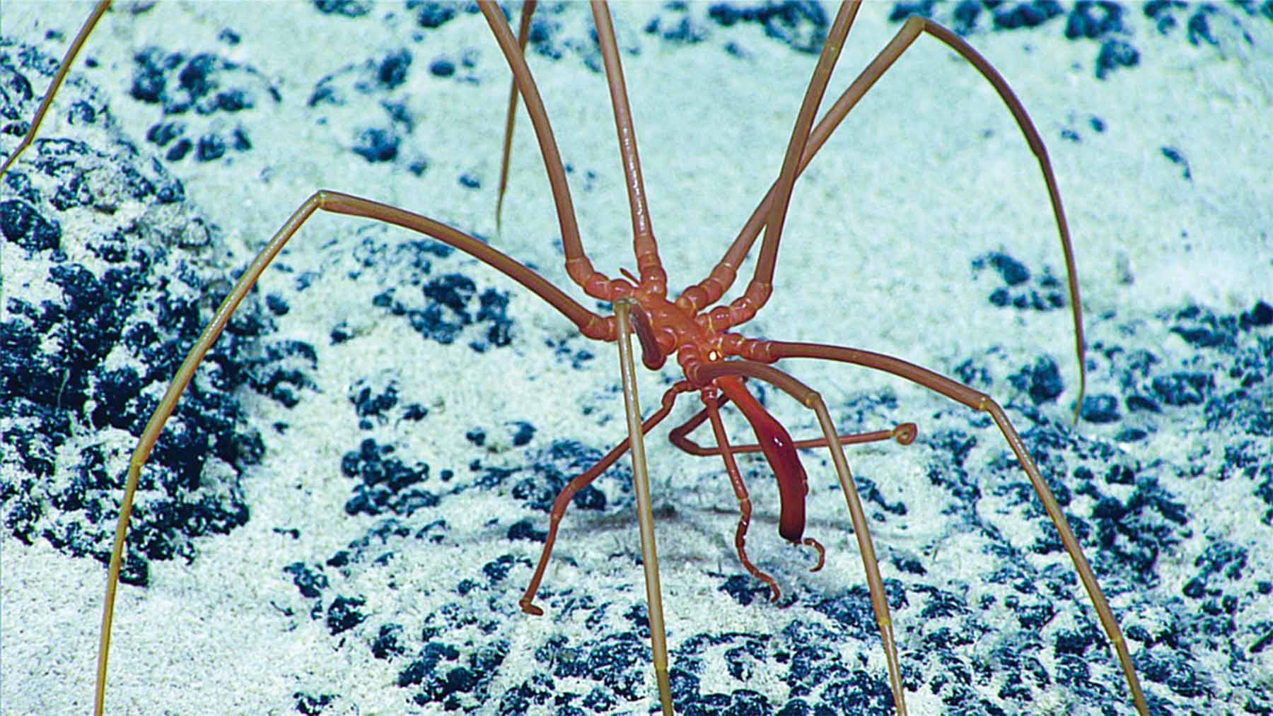 It's official—the “spider blobs” discovered in Pacific methane leaks convert polluting gas into nutrients and rewrite the climate fight