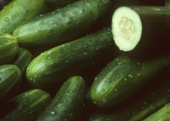 Goodbye to household pests—the surprising cucumber method that is taking social media by storm and is already being used by thousands of people