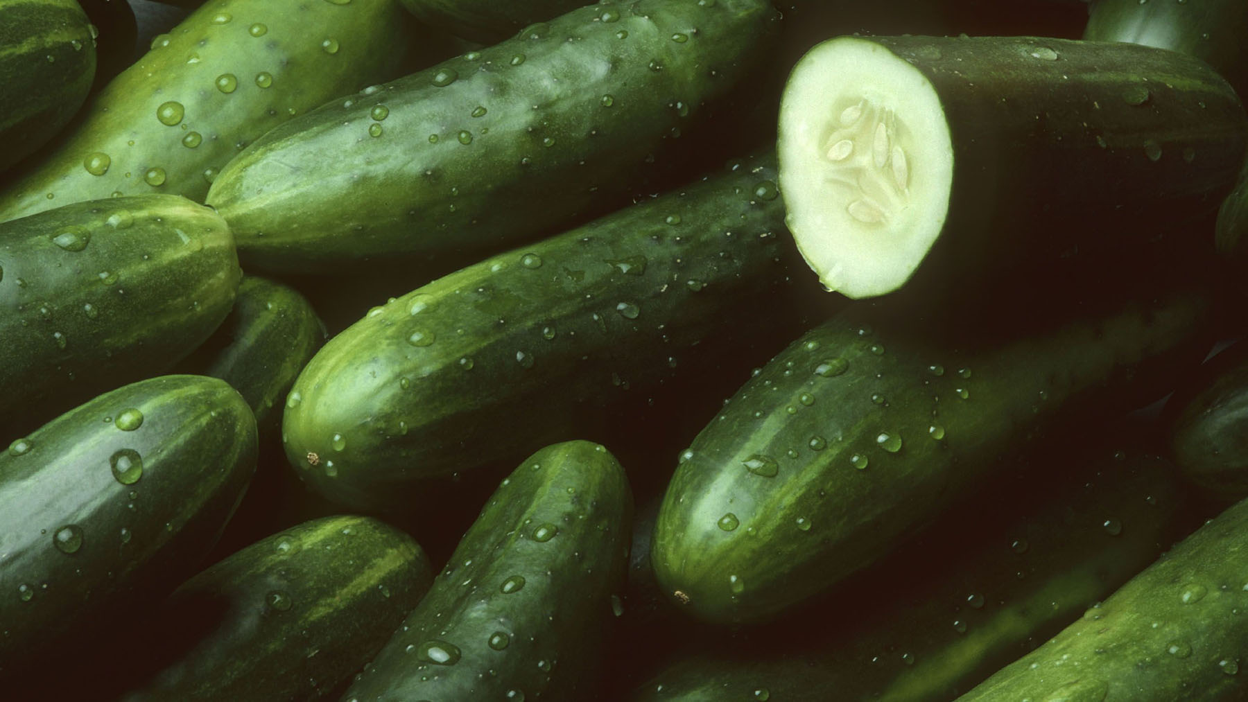 Goodbye to household pests—the surprising cucumber method that is taking social media by storm and is already being used by thousands of people