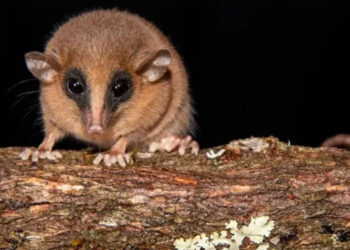 Confirmed—Scientists discover tiny masked marsupial in Peru that remained hidden for centuries in the cloud forests of the Andes