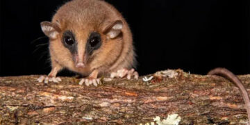 Confirmed—Scientists discover tiny masked marsupial in Peru that remained hidden for centuries in the cloud forests of the Andes