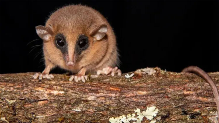 Confirmed—Scientists discover tiny masked marsupial in Peru that remained hidden for centuries in the cloud forests of the Andes