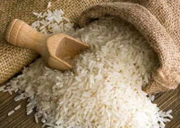 Confirmed—poorly stored or reheated rice can become the perfect breeding ground for Bacillus cereus bacteria