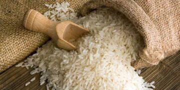 Confirmed—poorly stored or reheated rice can become the perfect breeding ground for Bacillus cereus bacteria