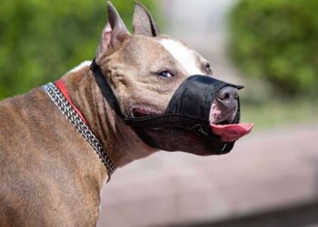 Goodbye to impunity for owners of dangerous dogs in Ohio—the new law requires annual registration and $100,000 insurance