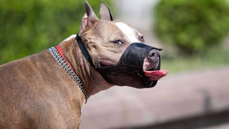 Goodbye to impunity for owners of dangerous dogs in Ohio—the new law requires annual registration and $100,000 insurance