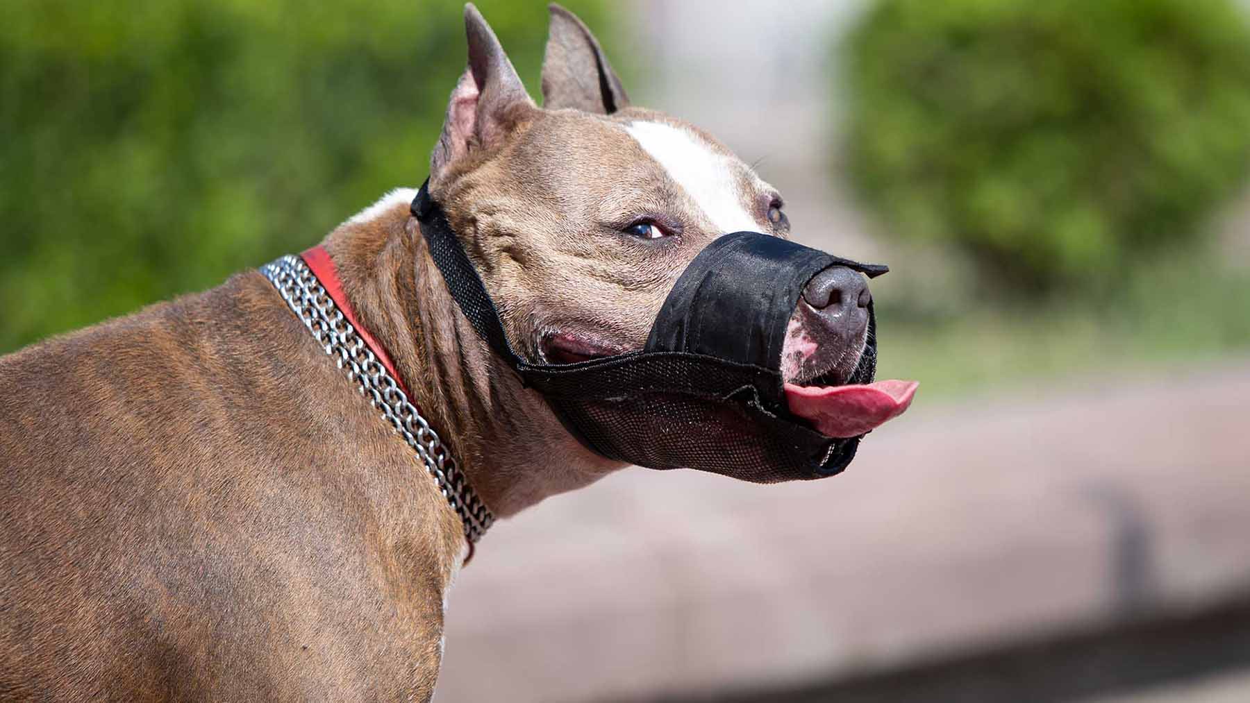 Goodbye to impunity for owners of dangerous dogs in Ohio—the new law requires annual registration and $100,000 insurance