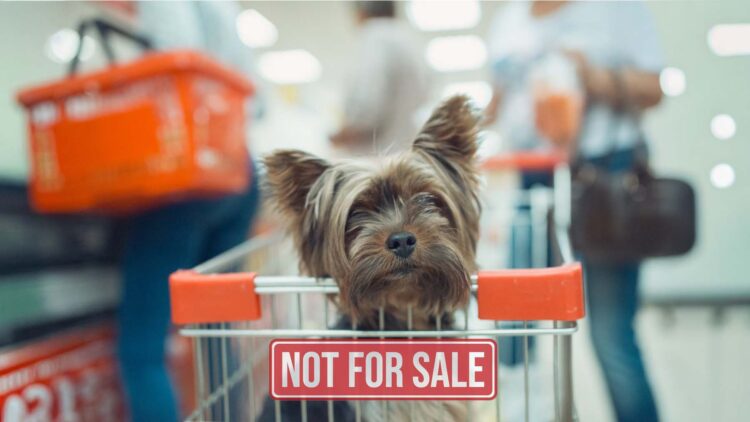 Goodbye to buying dogs and cats in New Jersey stores—the Senate is pushing a law that will impose a $1,000 fine for each animal sold