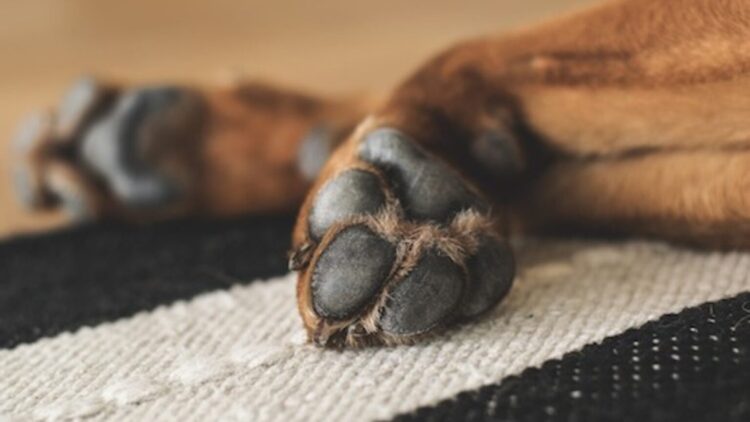 Confirmed by veterinarians—this is what you should do every time your pet comes back from a walk if you don't want to end up at the clinic