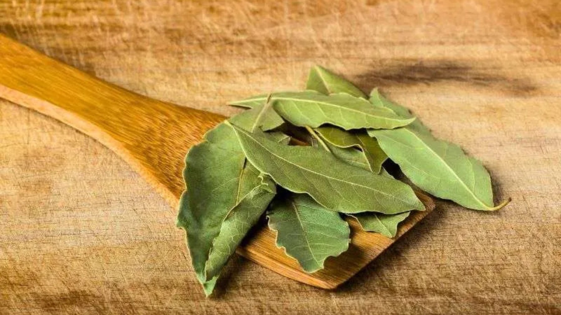 Confirmed by scientific studies—chewing bay leaves has antioxidant and metabolic effects that surprise natural medicine—so here's how to do it