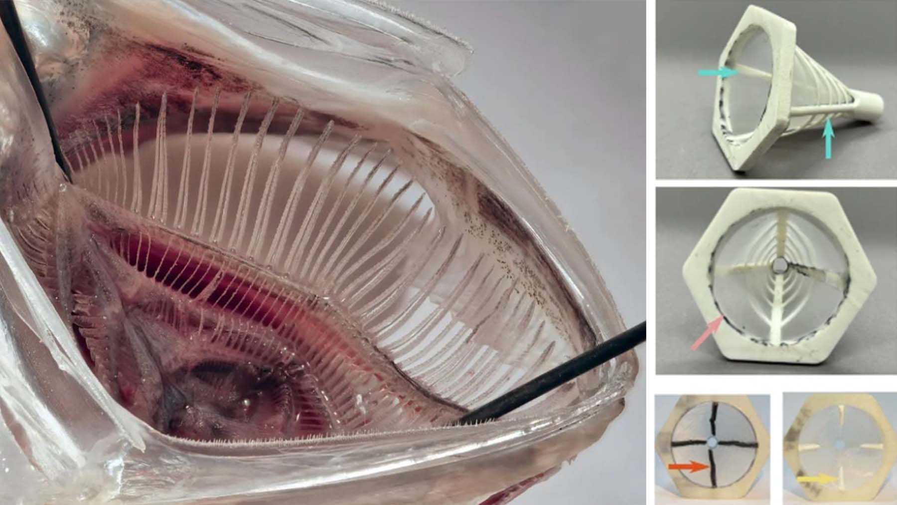 No traditional filters or new washing machines—this is the technology inspired by sardines and anchovies that captures microplastics