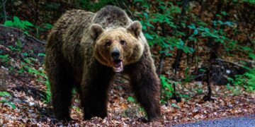 Recibe el ataque de un oso en plena montaña y la Justicia obliga a indemnizarla