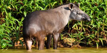 Redescubren un animal que dieron por extinto hace un siglo