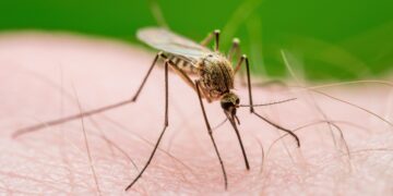 Tienes más posibilidades de que te piquen los mosquitos
