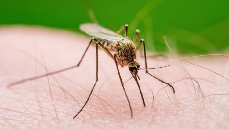 Un estudio lo confirma: si vistes de estos colores, tienes más posibilidades de que te piquen los mosquitos 1 Tienes más posibilidades de que te piquen los mosquitos