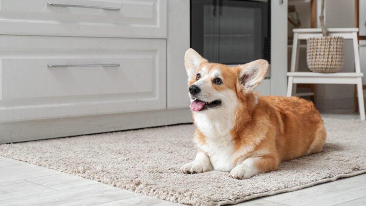 Si tu perro te persigue allá donde vas, no es por puro capricho: se debe a uno de estos motivos 1 Si tu perro te persigue allá donde vas, no es por puro capricho