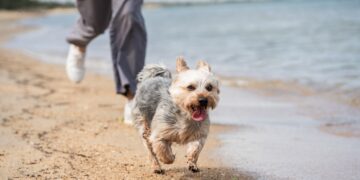 Tu perro también podrá bañarse este verano en todas estas playas