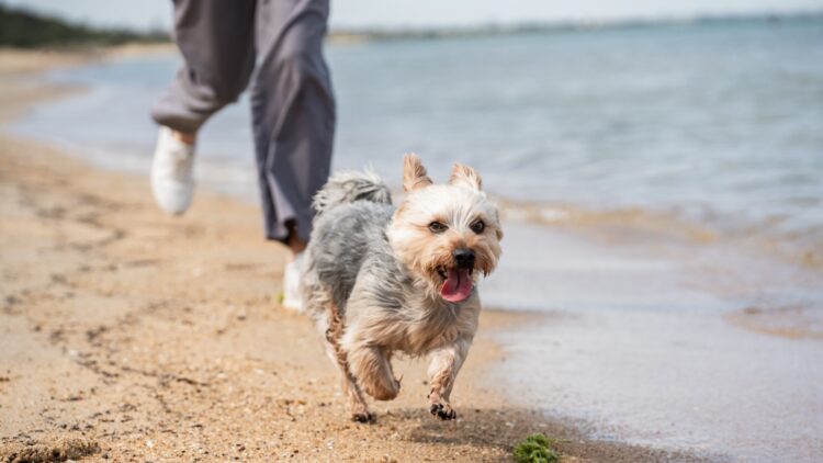 Confirmado: tu perro también podrá bañarse este verano en todas estas playas que permiten su presencia 1 Tu perro también podrá bañarse este verano en todas estas playas