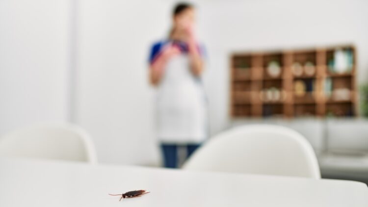 Adiós a las plagas: este truco de la abuela espanta a hormigas, mosquitos y cucarachas de tu casa 1 Adiós a las plagas: este truco de la abuela espanta a hormigas