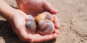 Multazo que puede caerte por llevártelas de la playa