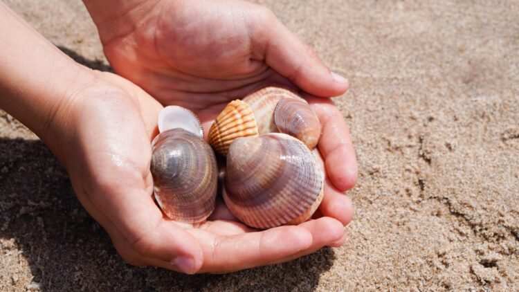 Ni arena ni conchas: este es el multazo que puede caerte por llevártelas de la playa y que puede arruinar tus vacaciones 1 Multazo que puede caerte por llevártelas de la playa