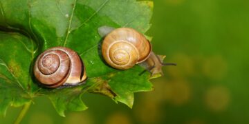 Adiós a los caracoles: protege tu jardín de estos invitados