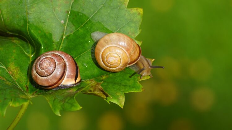 Adiós a los caracoles: protege tu jardín de estos invitados