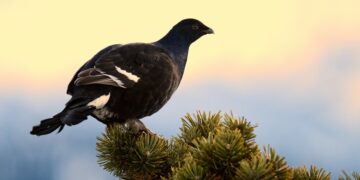 Fotografían a urogallos sin permiso y pueden multarles