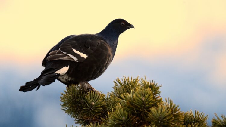 Ni vídeos ni selfies: fotografían a urogallos sin permiso y pueden multarles con hasta 200.000 euros por esta razón 1 Fotografían a urogallos sin permiso y pueden multarles