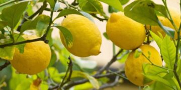 El verdadero superalimento para tu cuerpo es esta fruta