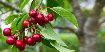 Así se planta un cerezo desde cero y sin gastar dinero