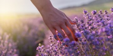 Los campos de lavanda de estos pueblos son perfectos para una escapada
