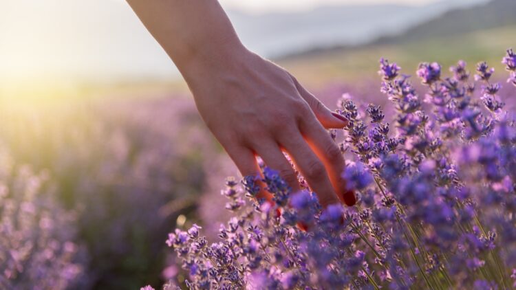 Confirmado: los campos de lavanda de estos pueblos son perfectos para una escapada de fin de semana (y ninguno es Tiedra) 1 Los campos de lavanda de estos pueblos son perfectos para una escapada