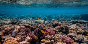 Encuentran al ser vivo más grande del Océano Pacífico