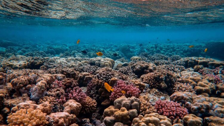 Histórico hallazgo: encuentran al ser vivo más grande del Océano Pacífico y la comunidad científica no da crédito 1 Encuentran al ser vivo más grande del Océano Pacífico