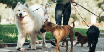 El tiempo y la frecuencia con la que debes pasear a tu perro