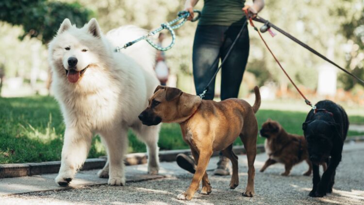 Ni 10 minutos ni 20: este es el tiempo y la frecuencia con la que debes pasear a tu perro, según los expertos 1 El tiempo y la frecuencia con la que debes pasear a tu perro