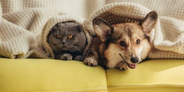 Quién es más inteligente, el perro o el gato