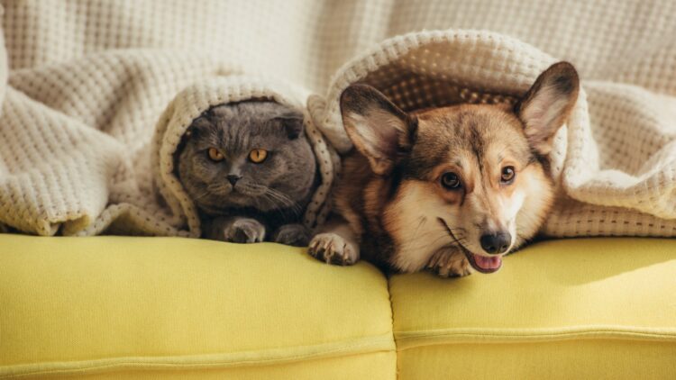 Quién es más inteligente, el perro o el gato