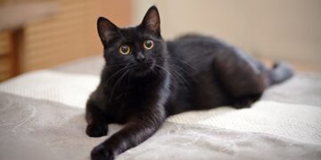 Adiós a las adopciones: los gatos negros tendrán que esperar