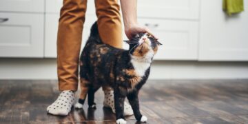 Adiós a los mitos: la ciencia niega que los gatos sean fríos