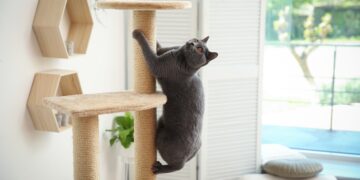 Los gatos domésticos "pueden representar una amenaza"